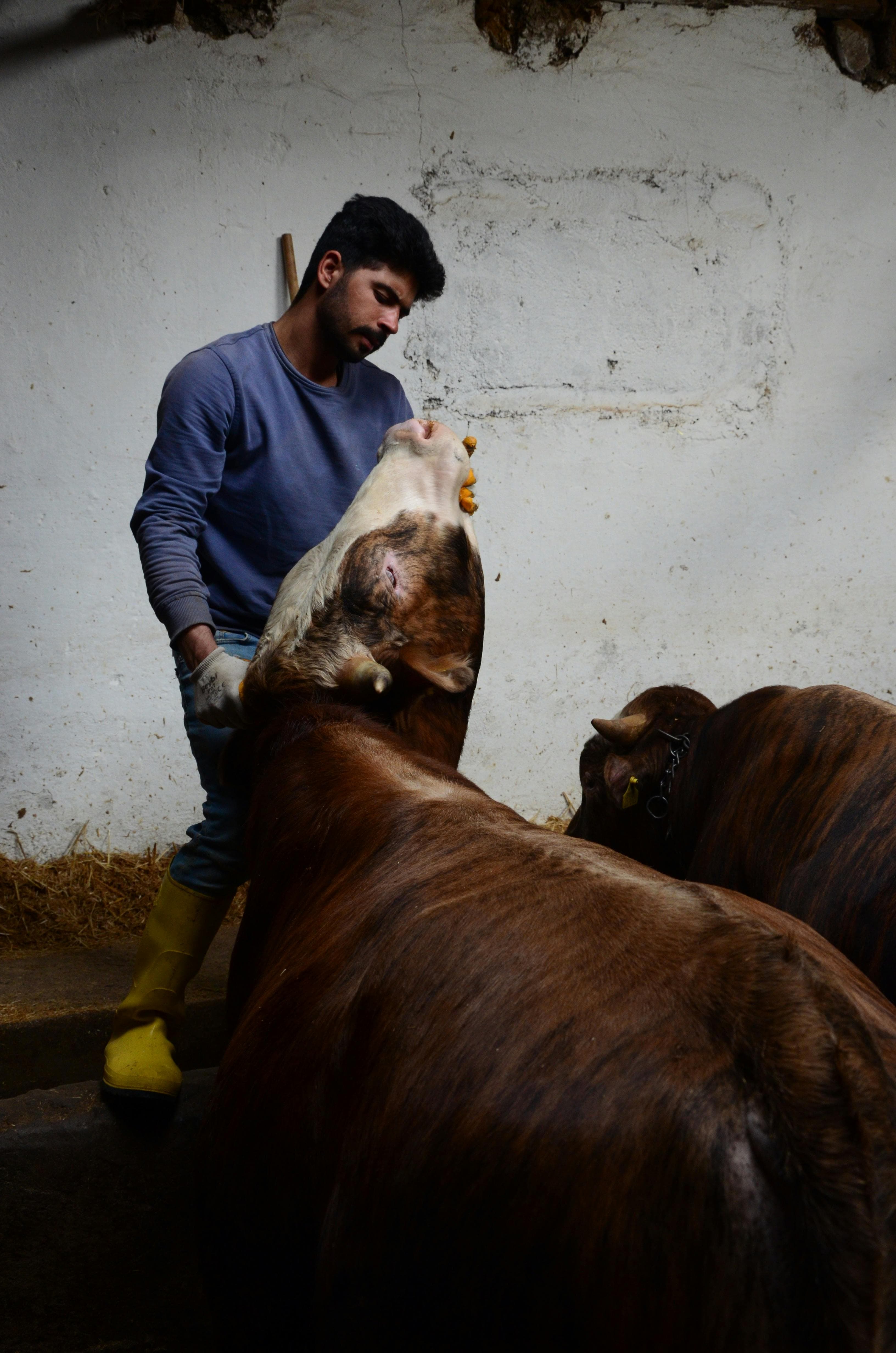 Dairy farmer reviewing herd insights on a tablet in the barn